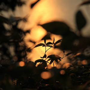 2008年艳照无删减视频
